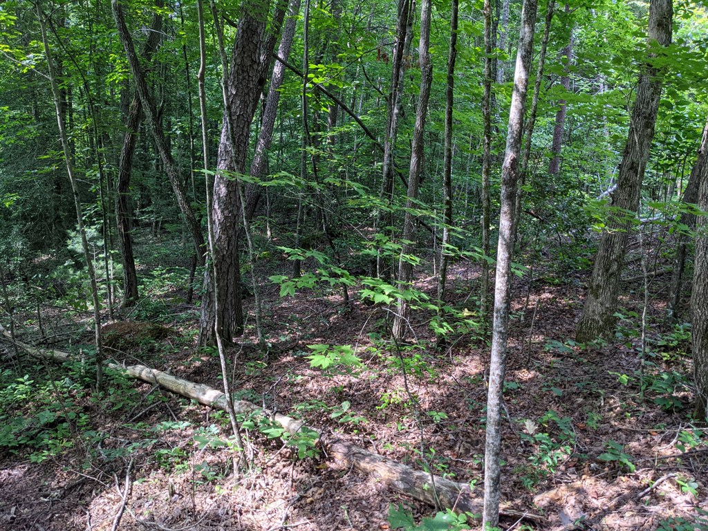 3.84-ac Matheson Cove Road Hayesville, NC 28904 - Photo 5 of 6 a view of forest