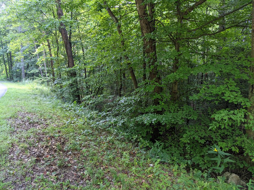 3.84-ac Matheson Cove Road Hayesville, NC 28904 - Photo 6 of 6 a view of a lush green forest