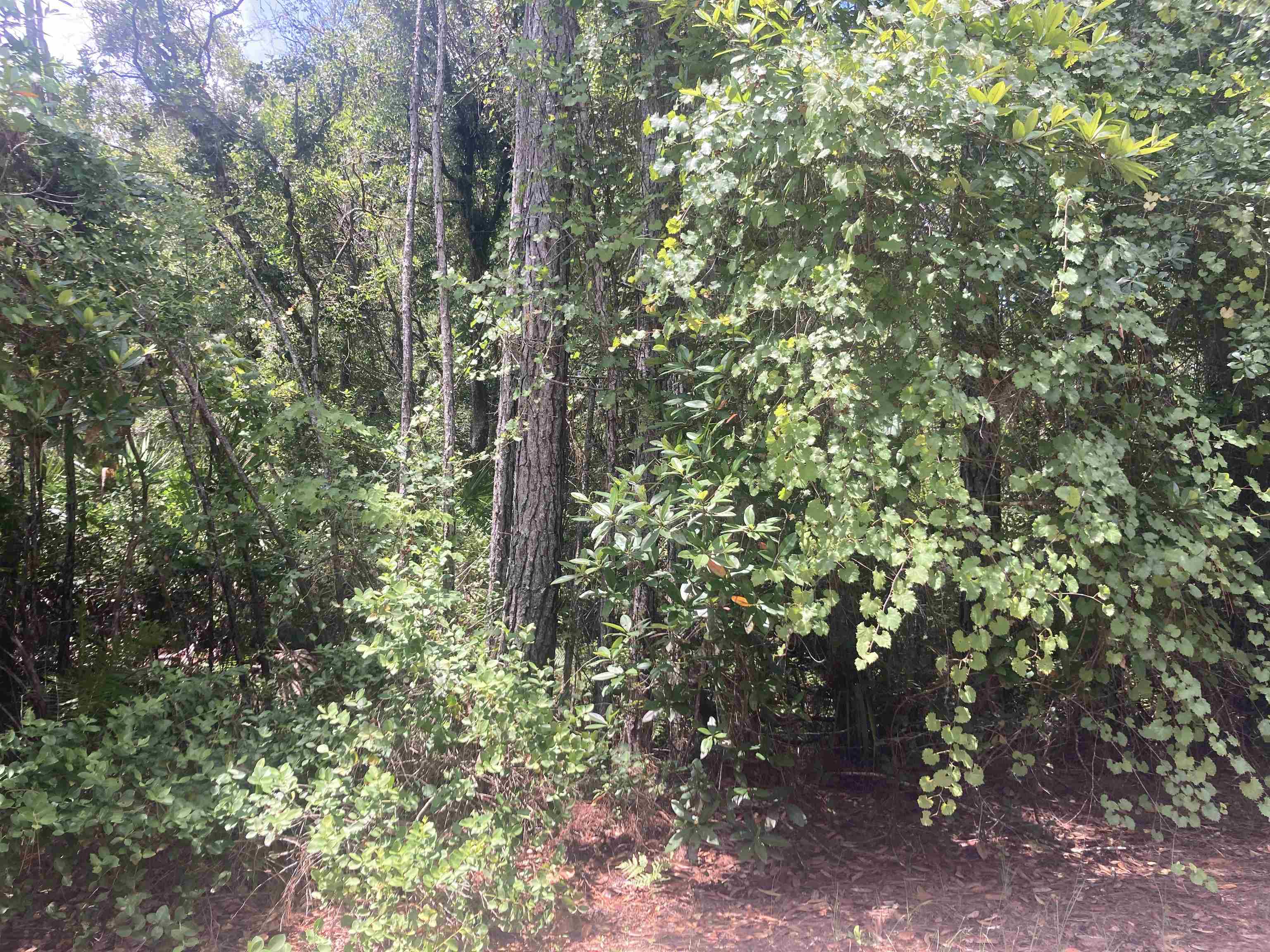327 Palm Way Georgetown, FL 32139 - Photo 2 of 7 a view of a forest with plants and trees