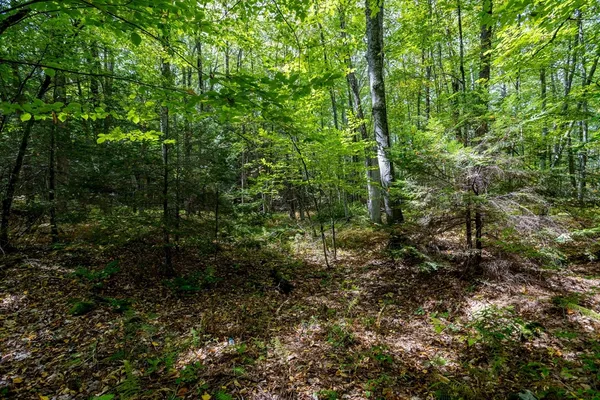 a view of a lush green forest