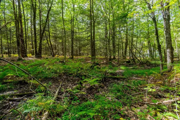 a view of backyard with green space