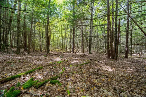a view of outdoor space with deck and tree