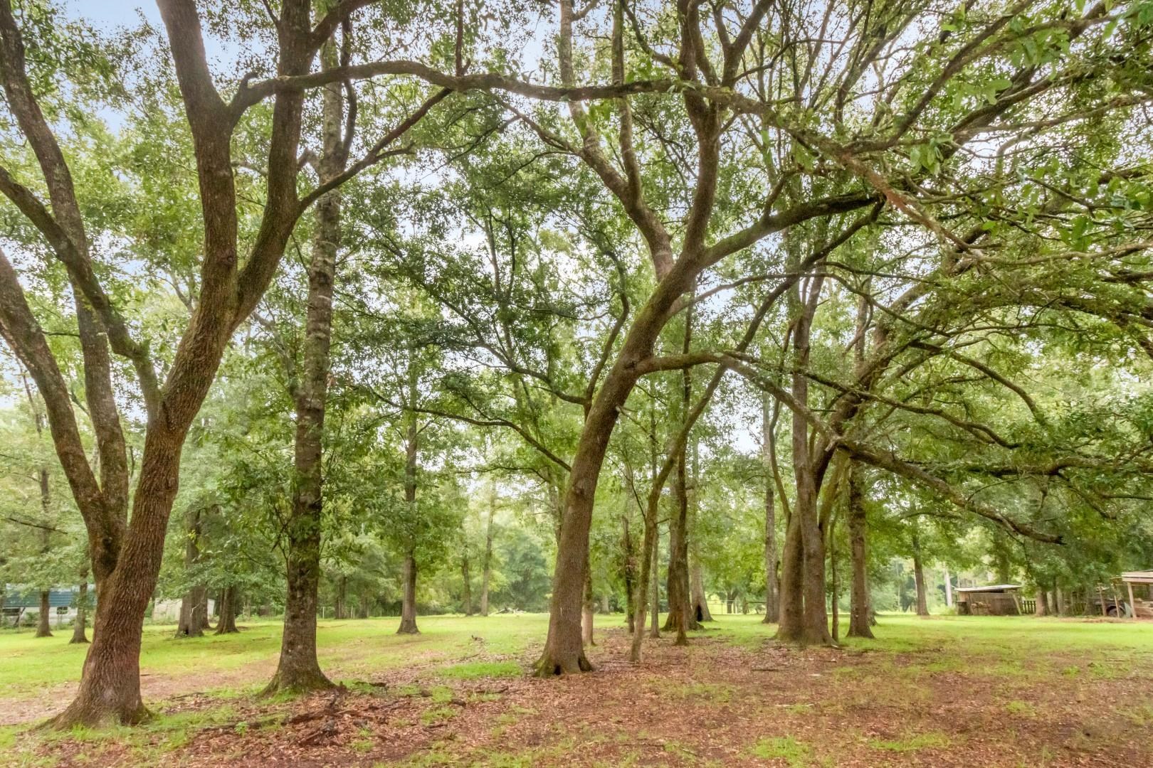 19108 Rada Road Silverhill, AL 36576 - Photo 6 of 11 Yard
