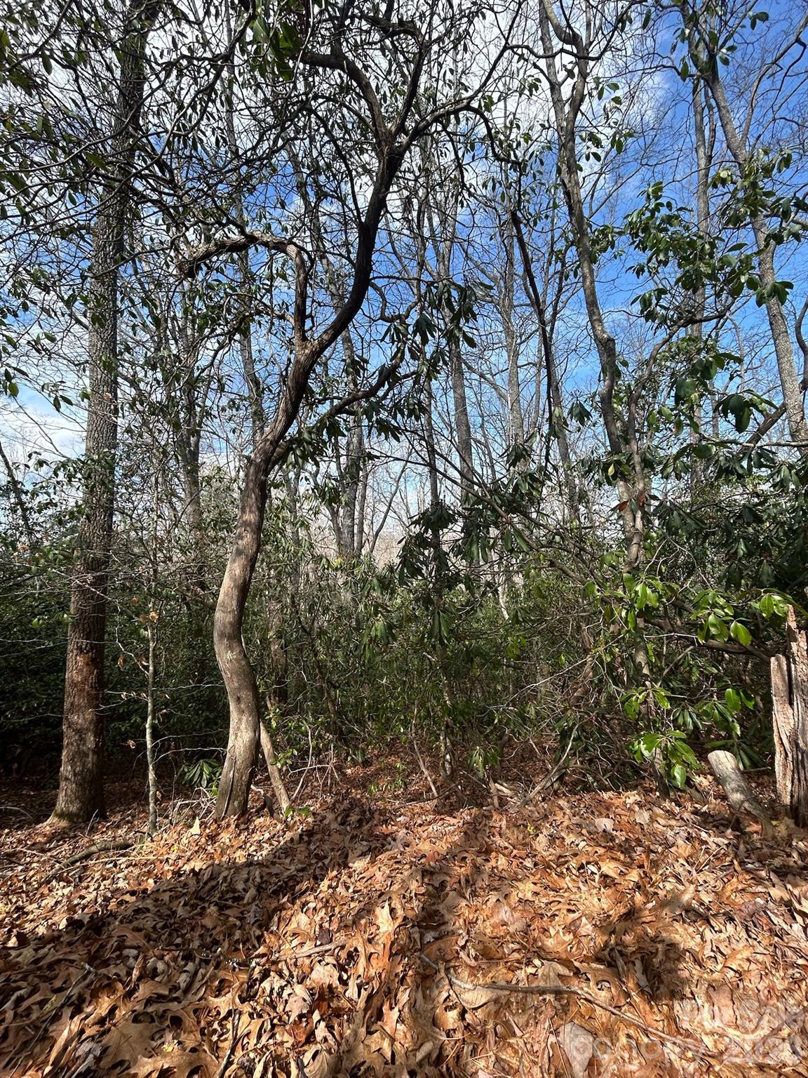Lot 37 High Peak Road Apex, NC 27523 - Photo 3 of 4 a backyard of a house with lots of trees