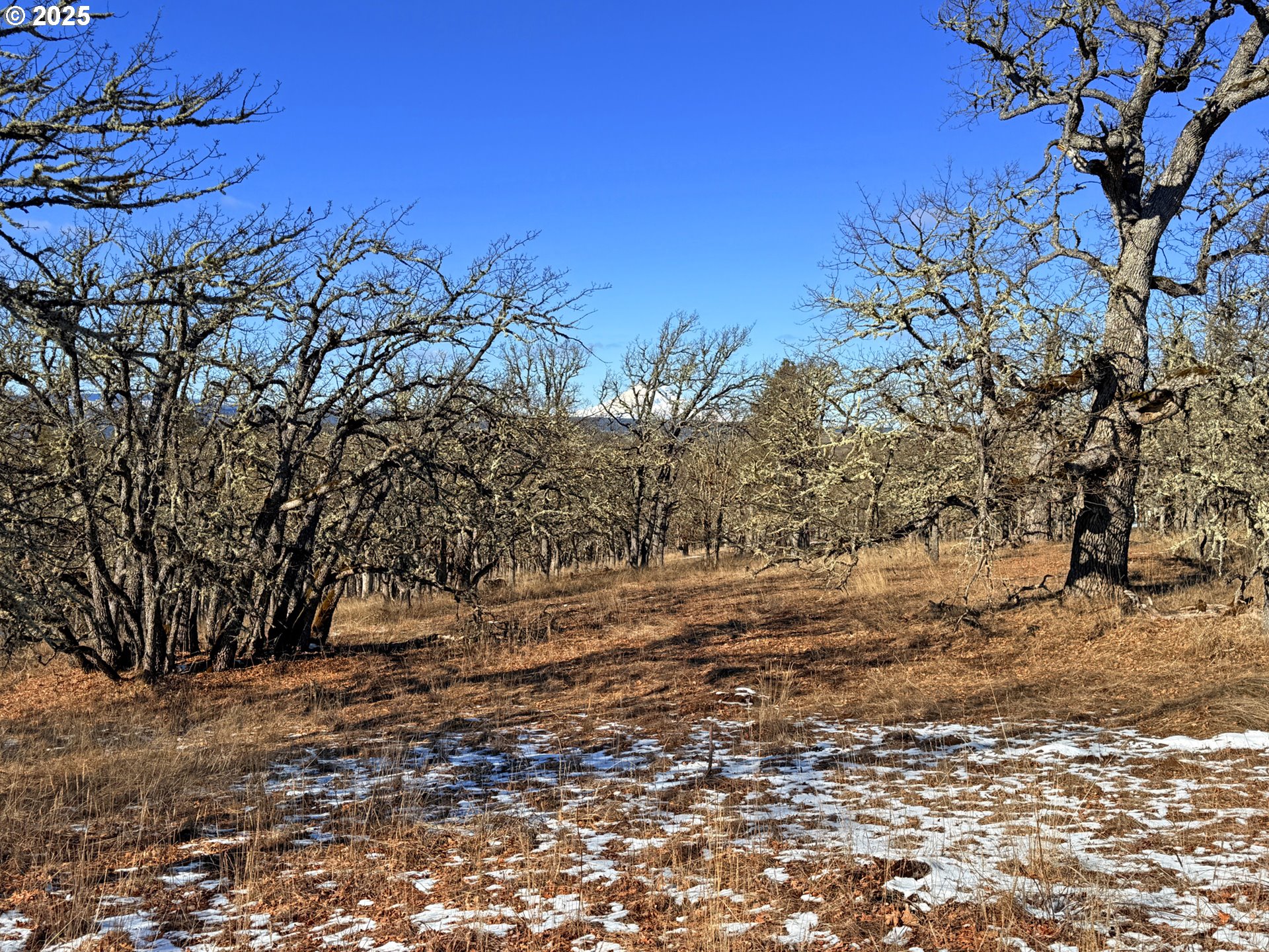 Centerville Highway, Unit 3 Lyle, WA 98635 - Photo 19 of 40 a view of a yard with a tree