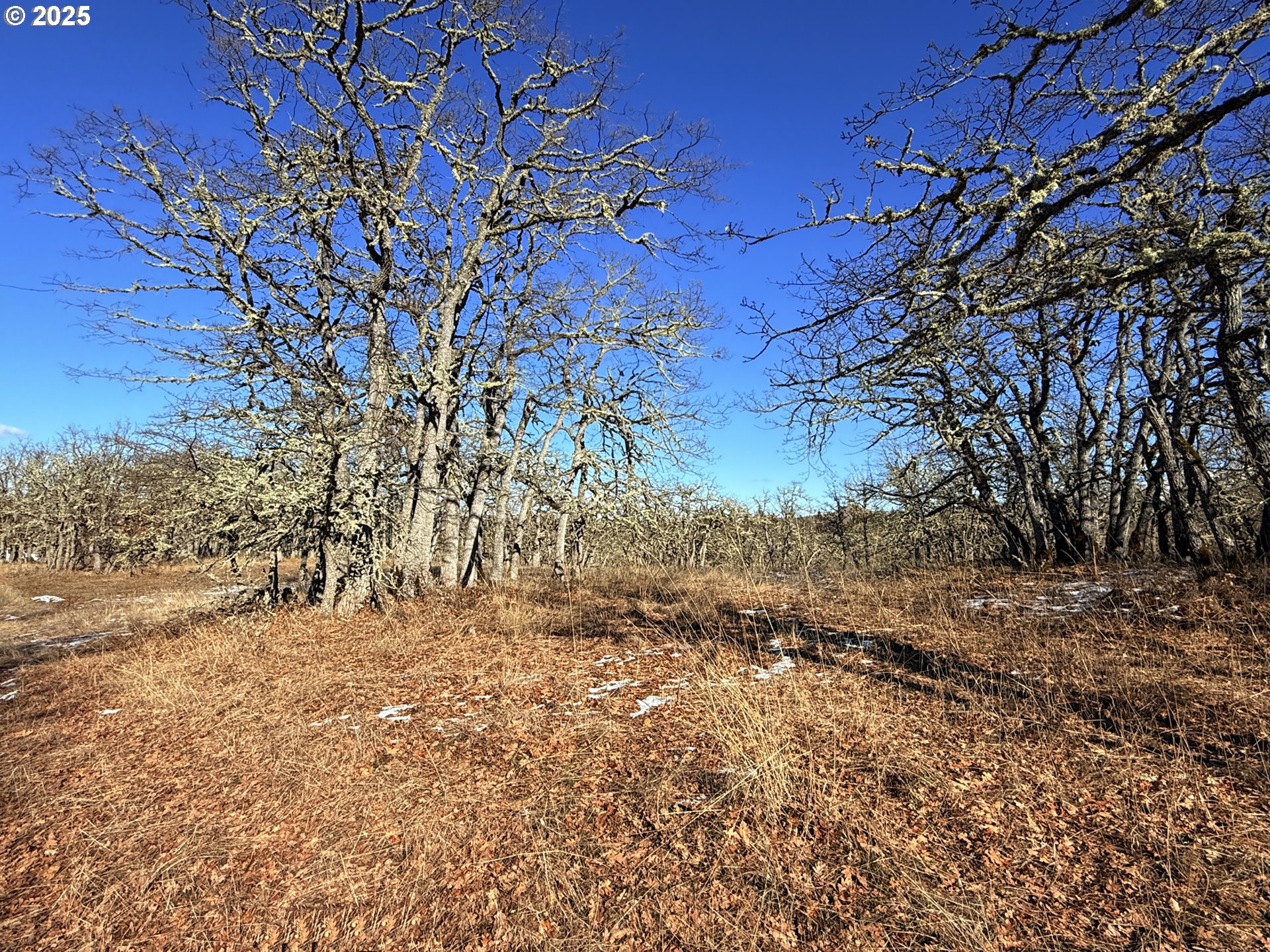 Centerville Highway, Unit 3 Lyle, WA 98635 - Photo 22 of 40 a view of a tree in a yard