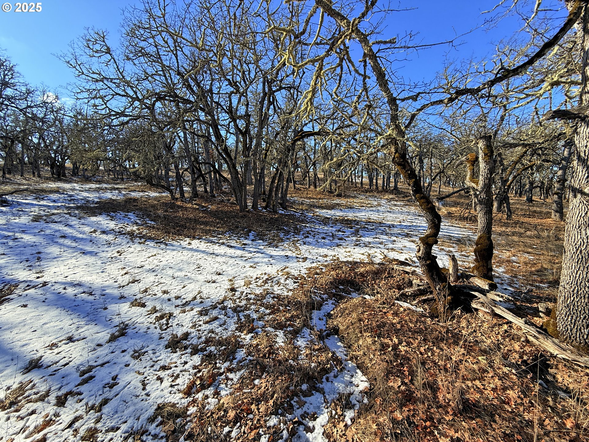 Centerville Highway, Unit 3 Lyle, WA 98635 - Photo 34 of 40 a view of a yard with plants and trees