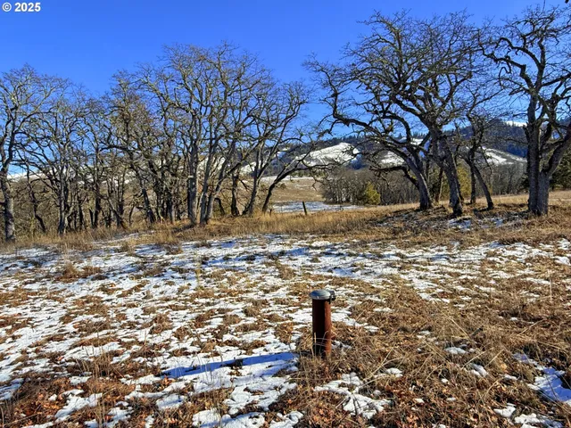 a view of a yard with trees