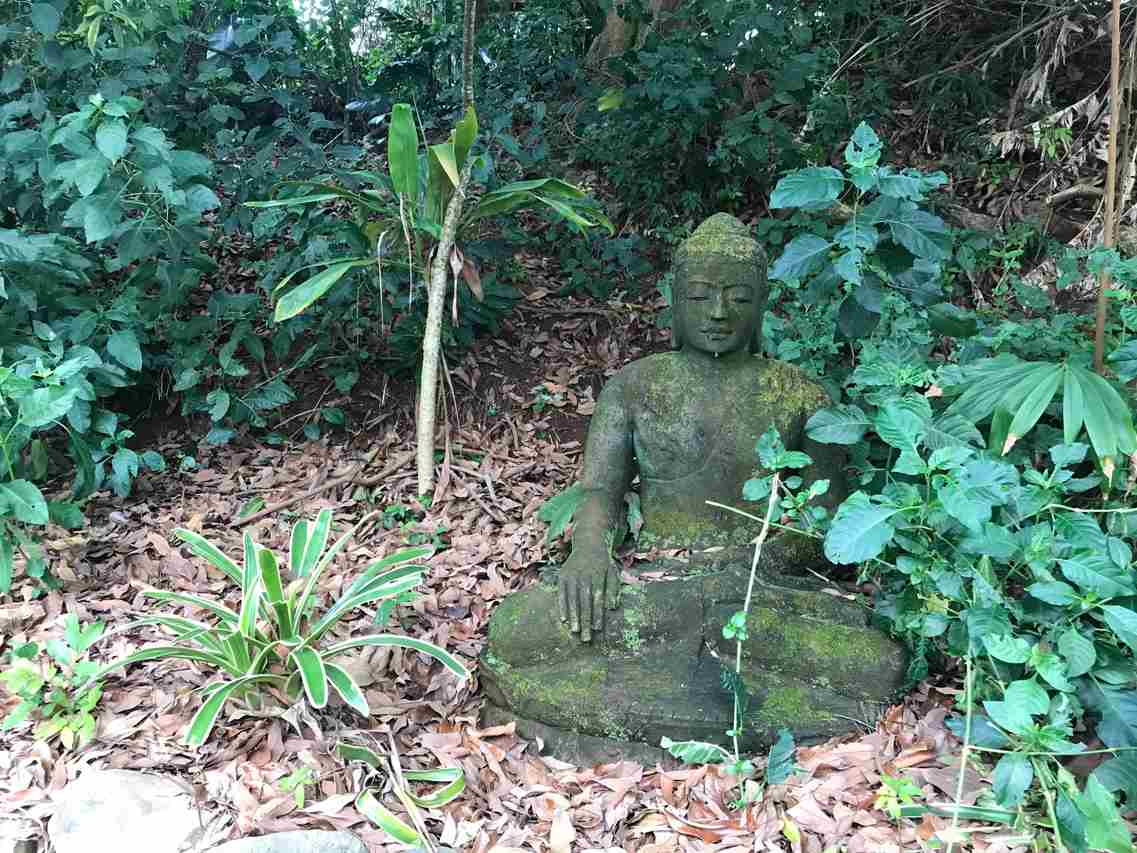 15 Olinda Road Makawao, HI 96768 - Photo 15 of 18 a view of a garden with plants