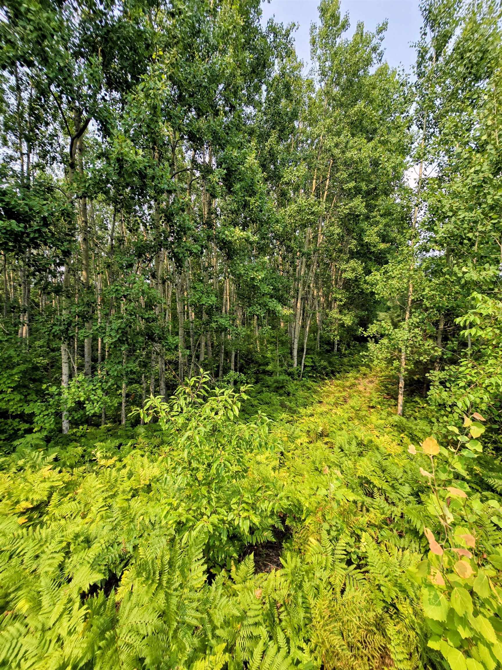 0 North 9 Road Mesick, MI 49668 - Photo 10 of 18