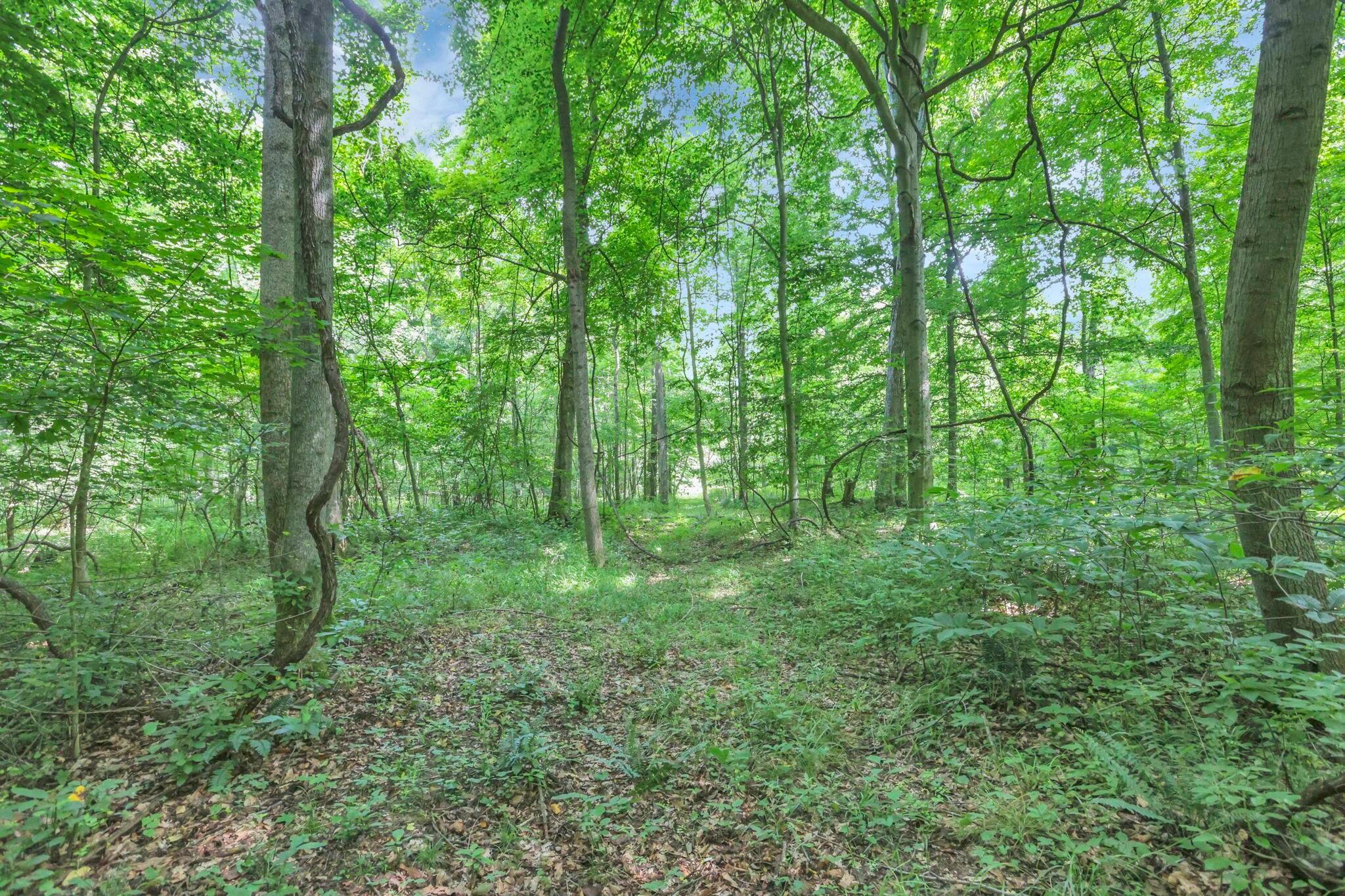 0 Clay Hill Road, Unit LOT 1 Logan, OH 43138 - Photo 8 of 11 LOT 4 WOODS