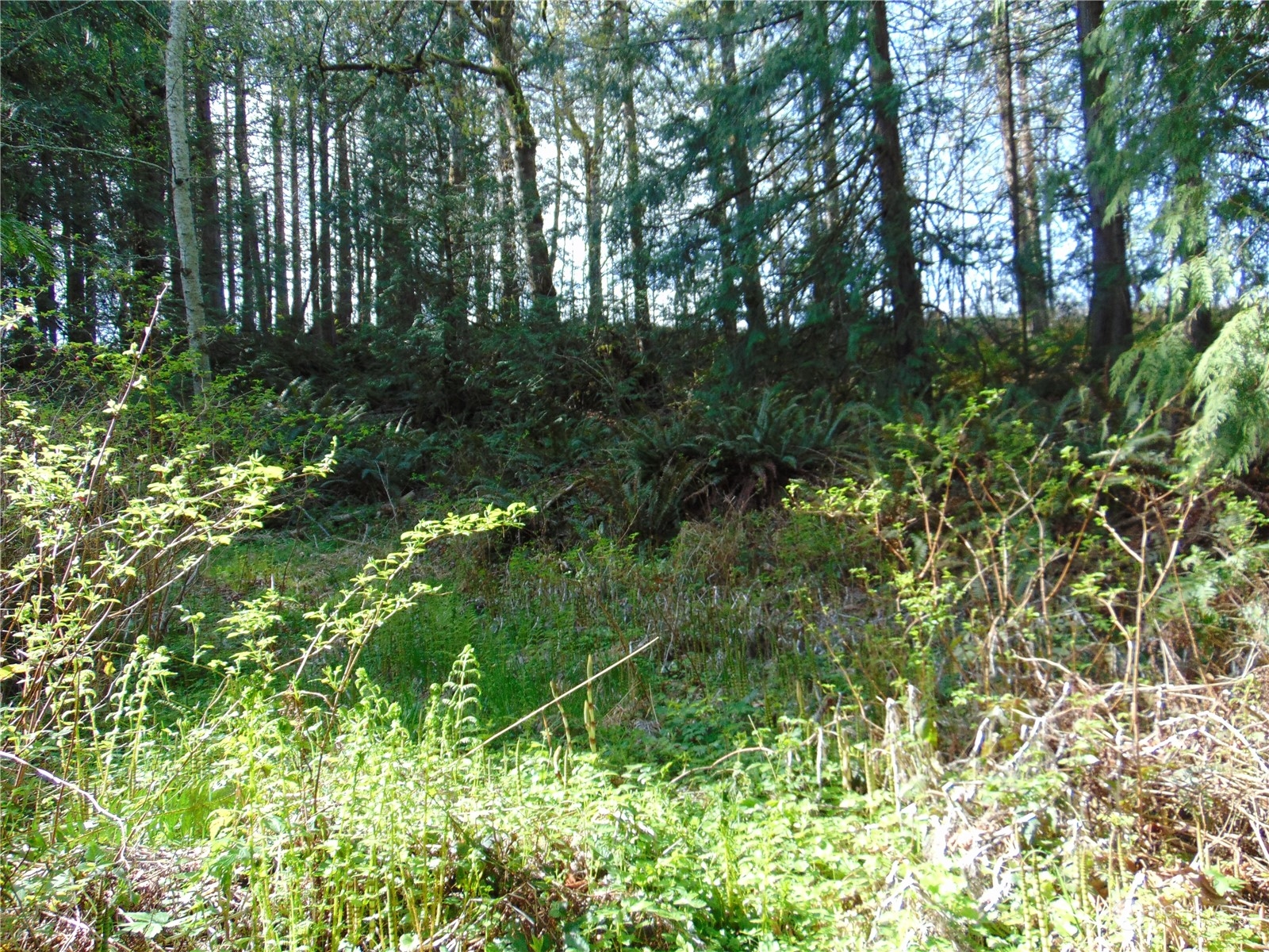 3001 Chicken Coop Road Sequim, WA 98382 - Photo 6 of 26 Gallery Image 6