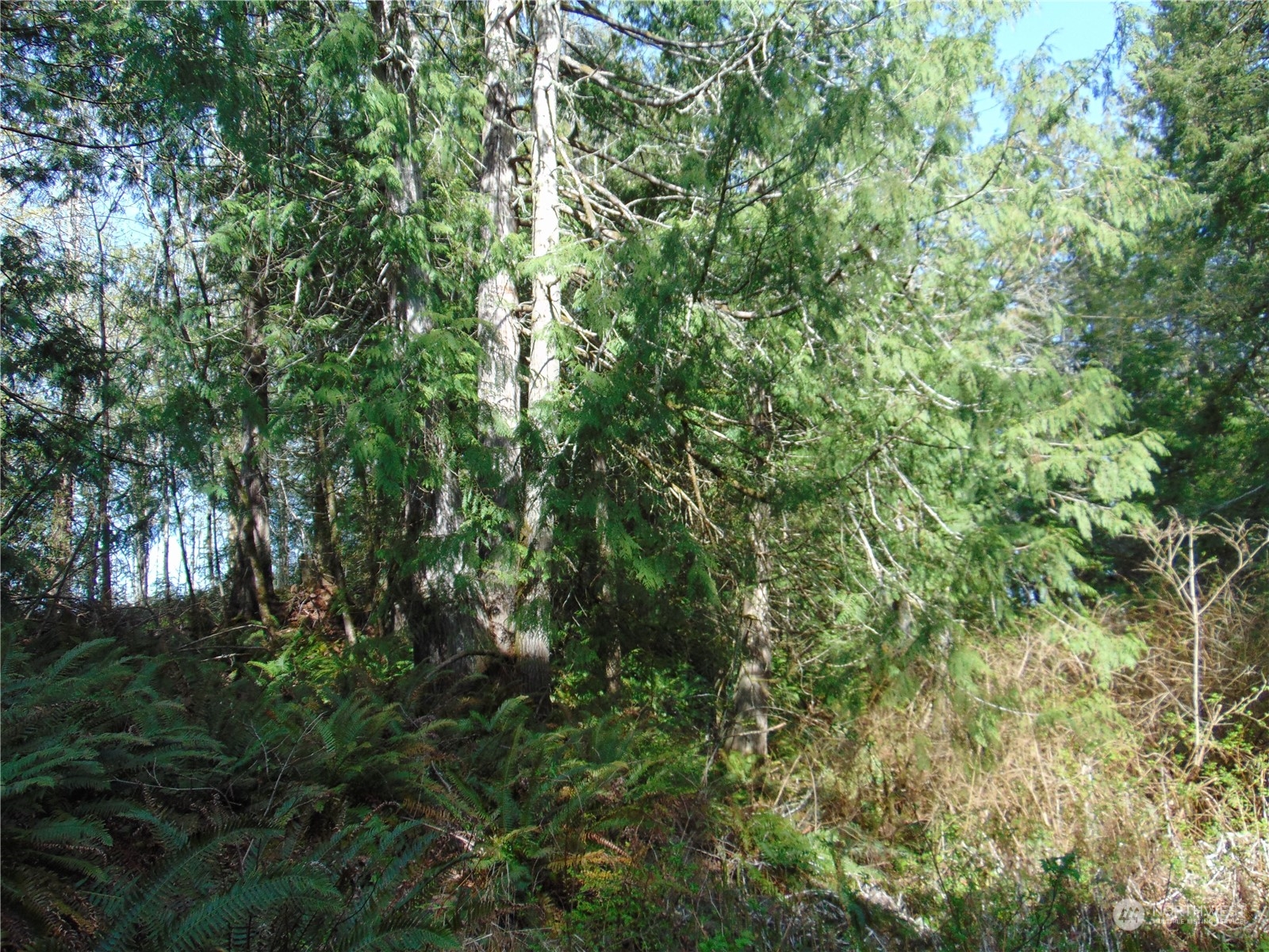 3001 Chicken Coop Road Sequim, WA 98382 - Photo 10 of 26 Gallery Image 10