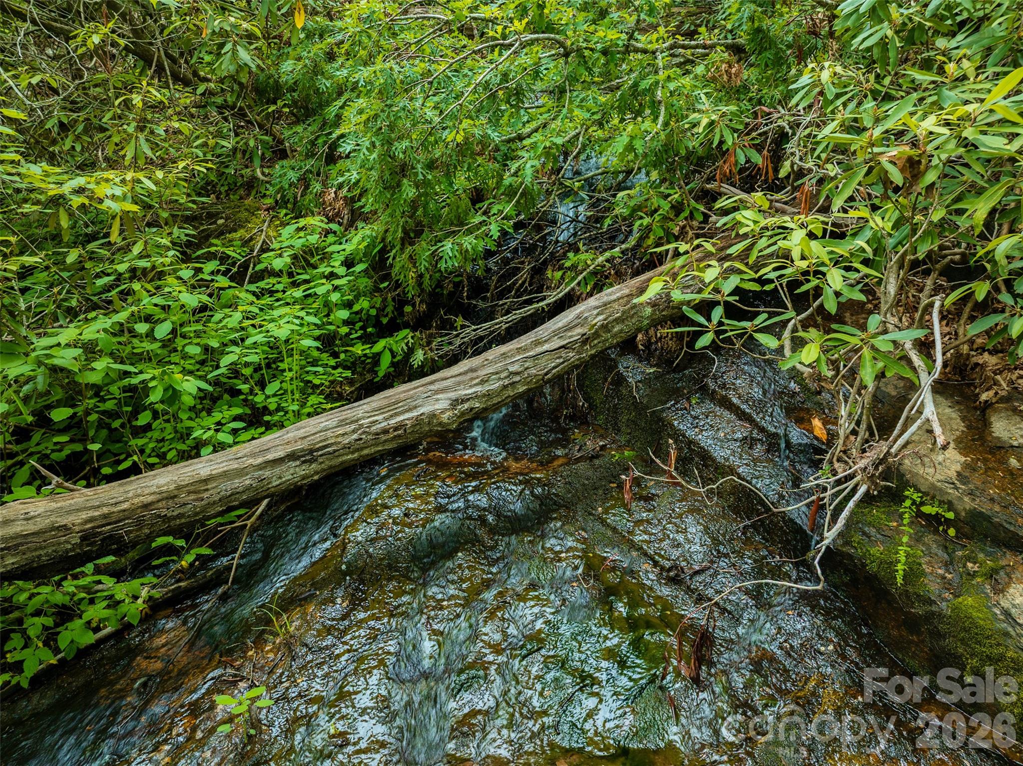 0 Locust Grove Road, Unit 2 Hendersonville, NC 28792 - Photo 7 of 19 a close up of a plant in a garden