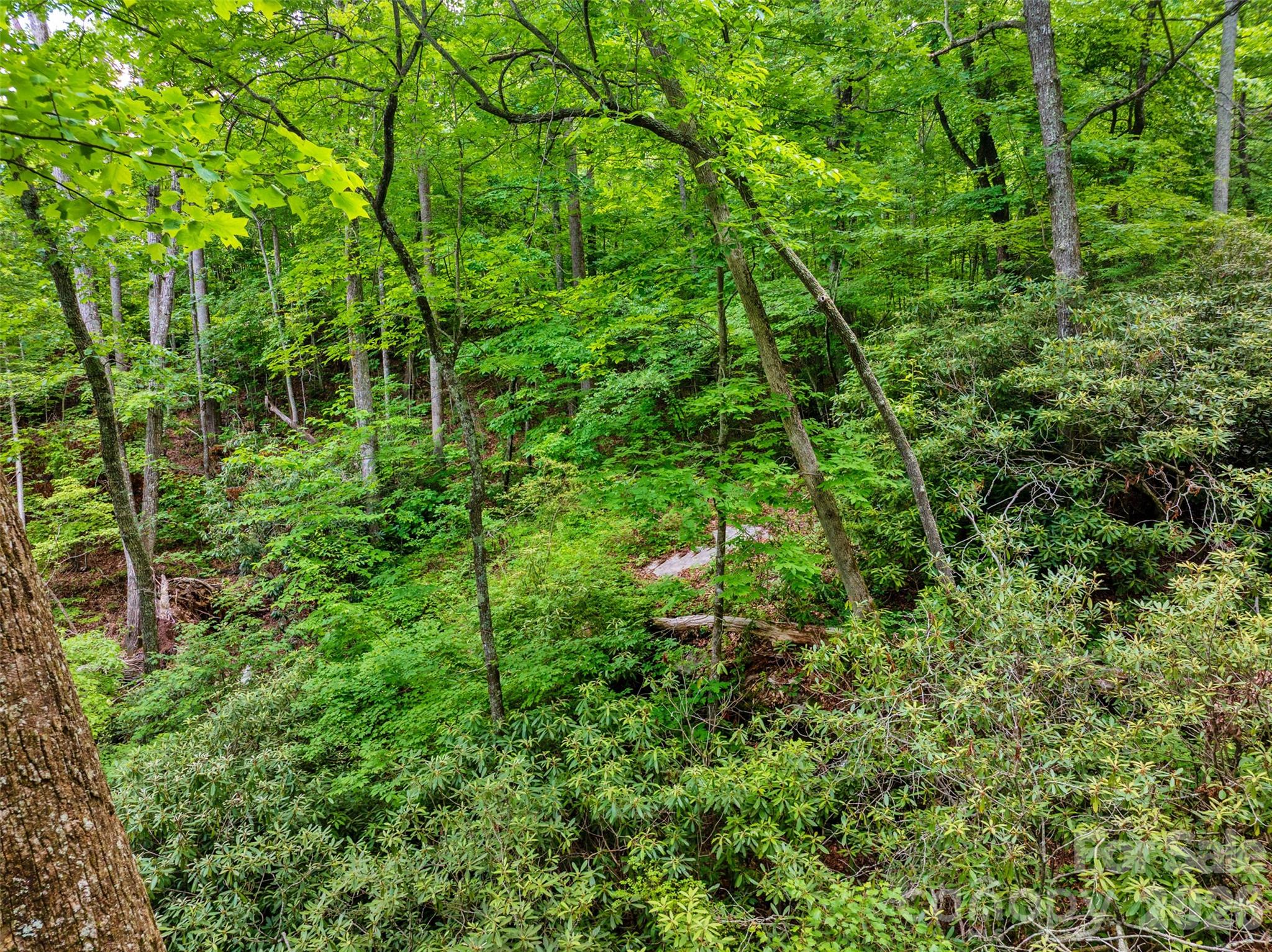 0 Locust Grove Road, Unit 2 Hendersonville, NC 28792 - Photo 9 of 19 a view of a lush green forest with lots of trees