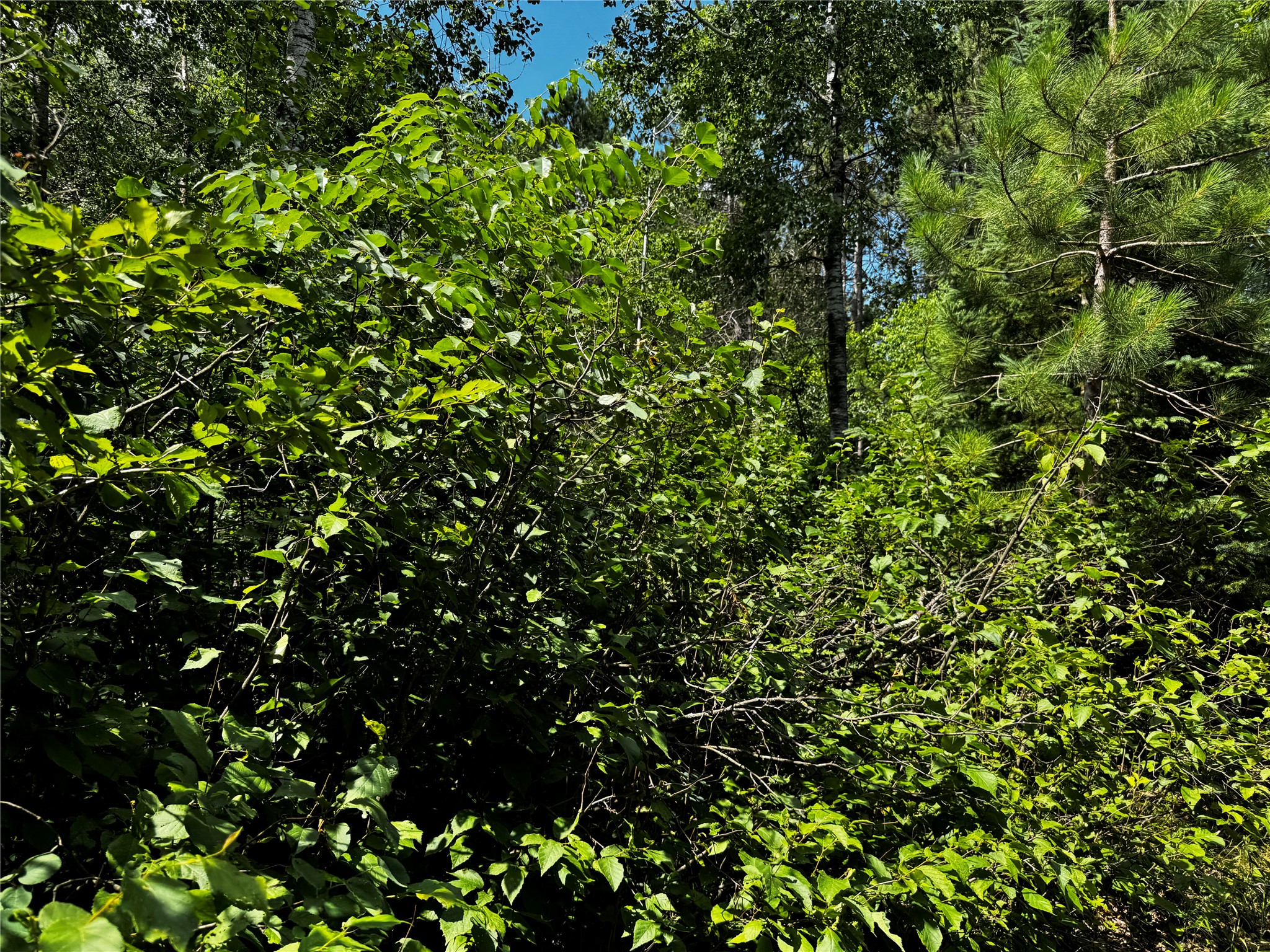 Lot 12 Cassandra Road Hayward, WI 54843 - Photo 8 of 14