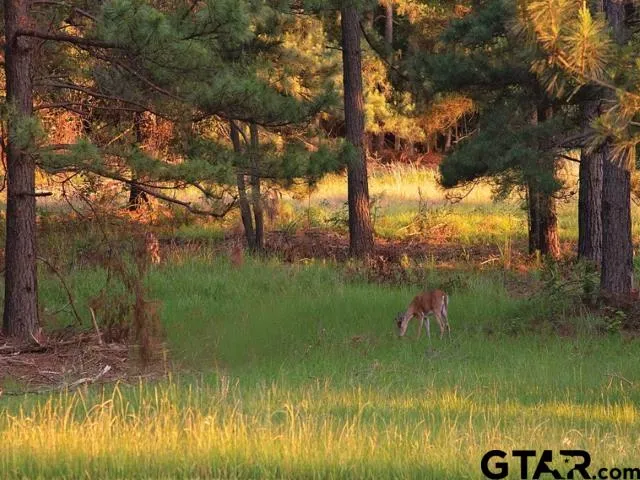 $199,900 | Lot 11 Acr 450, Montalba, TX 75853