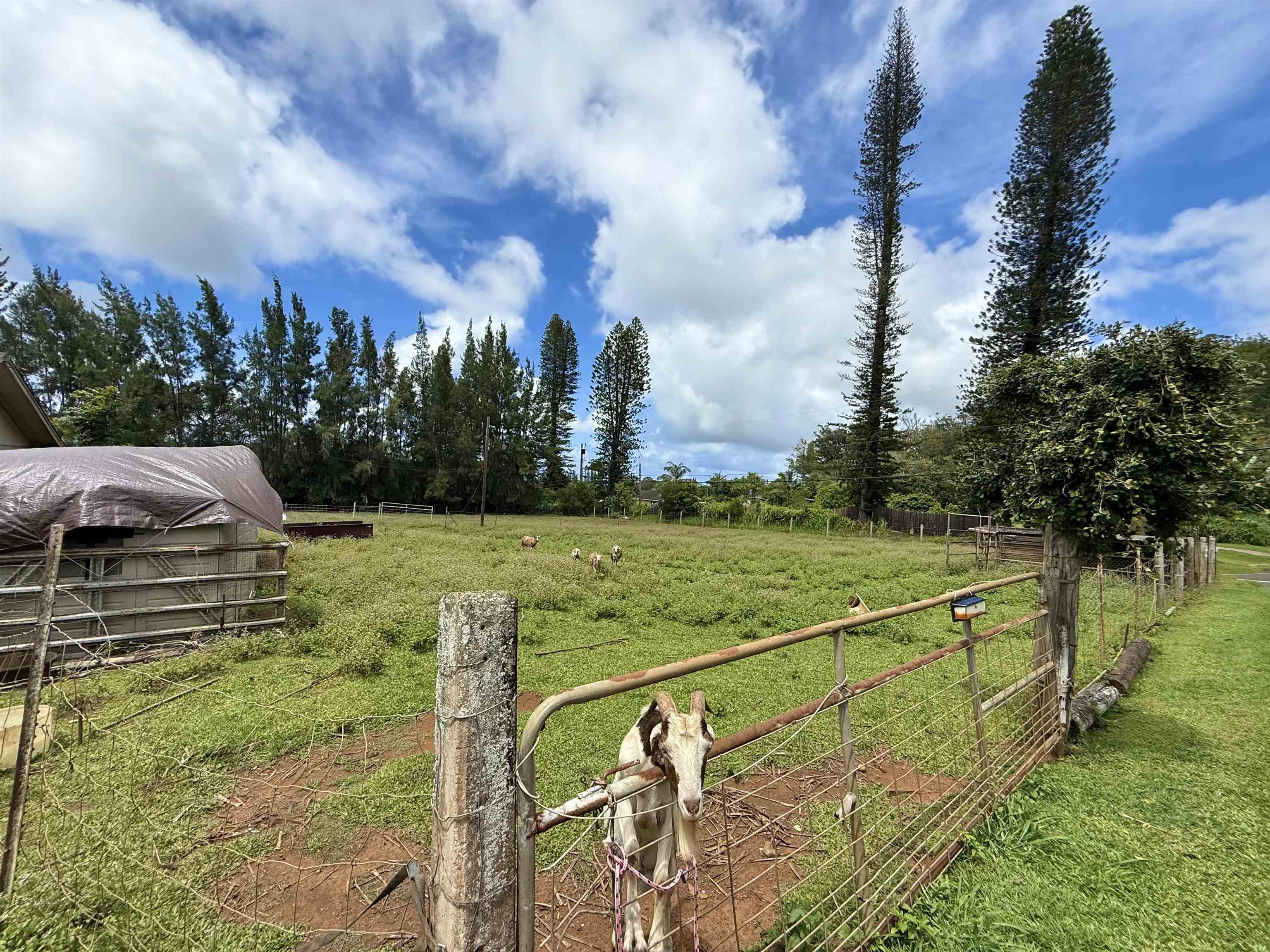 1630 Kauhikoa Road Haiku, HI 96708 - Photo 7 of 48 a view of a yard with large trees