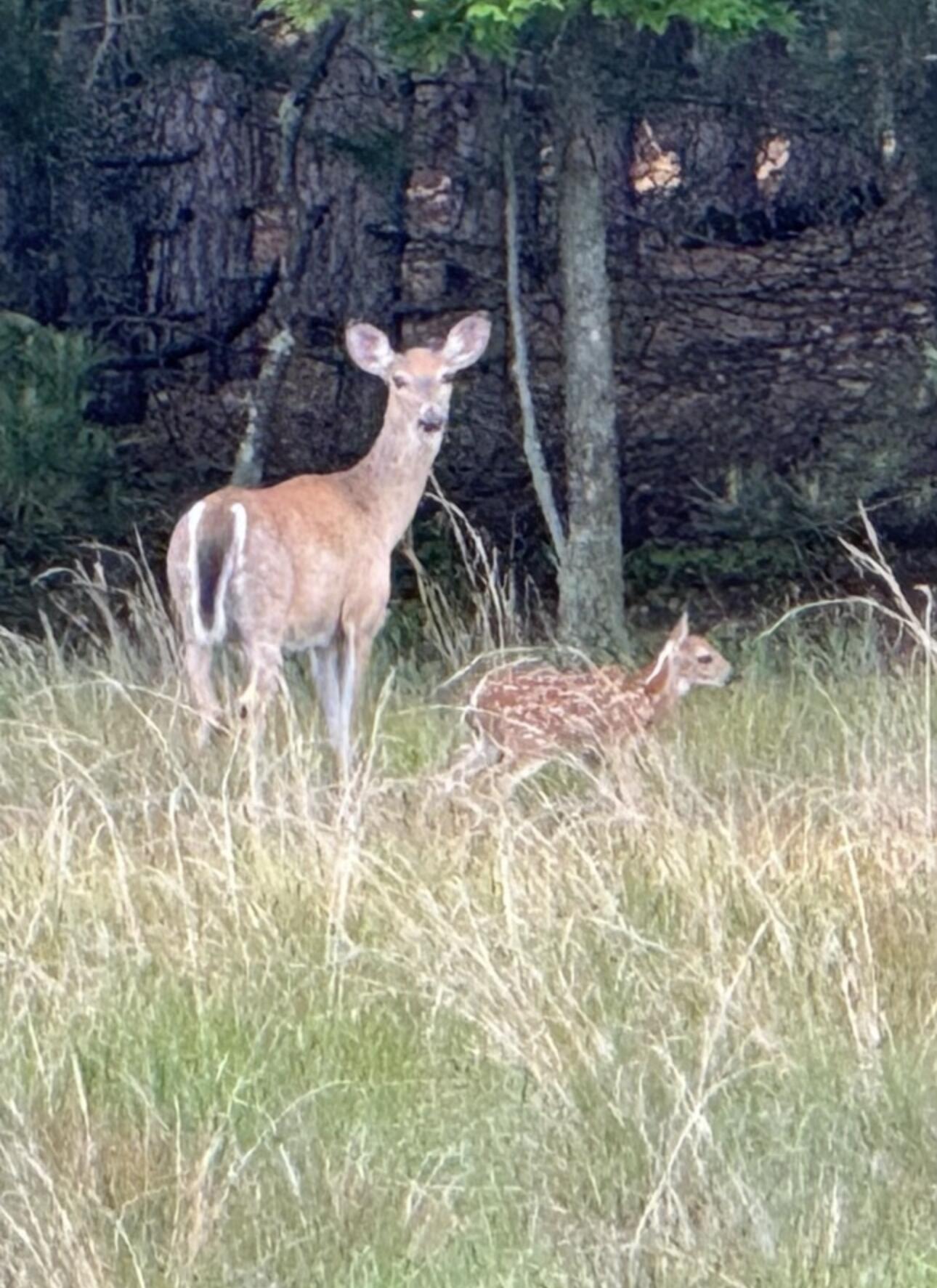 3893 East Yonker Road Hesperia, MI 49421 - Photo 22 of 26 IMG_9197