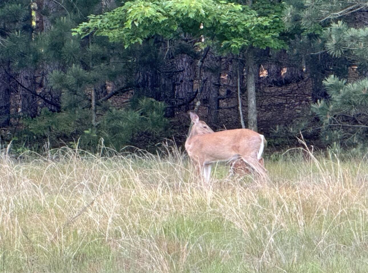 3893 East Yonker Road Hesperia, MI 49421 - Photo 23 of 26 IMG_9198