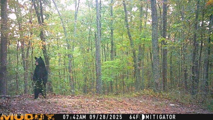 92-acres Dogwood Road Grandview, TN 37337 - Photo 8 of 14 IMG_1609