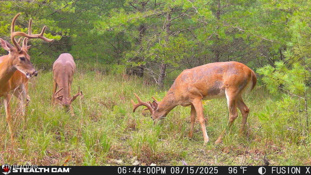 92-acres Dogwood Road Grandview, TN 37337 - Photo 9 of 14 IMG_2119