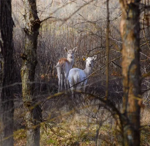 $2,139,000 | 882 260th Street, Fort Scott, KS 66701