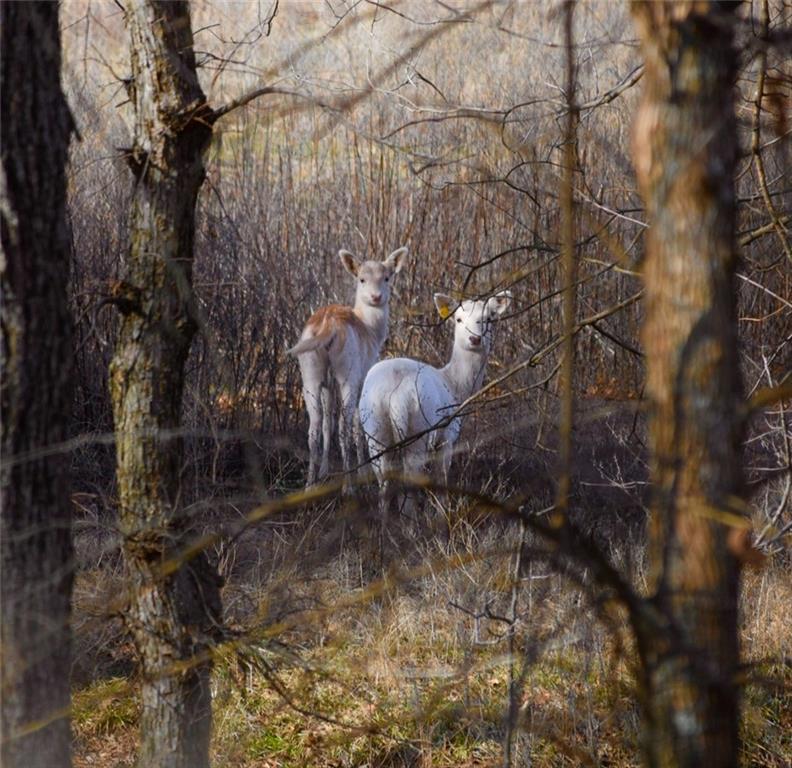 882 260th Street Fort Scott, KS 66701 - Photo 44 of 95