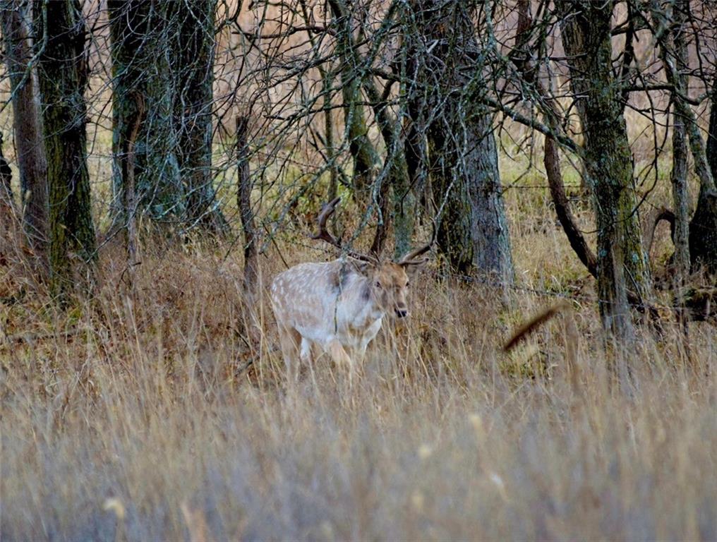 882 260th Street Fort Scott, KS 66701 - Photo 45 of 95