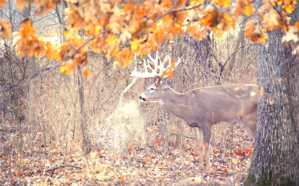 882 260th Street Fort Scott, KS 66701 - Photo 46 of 95