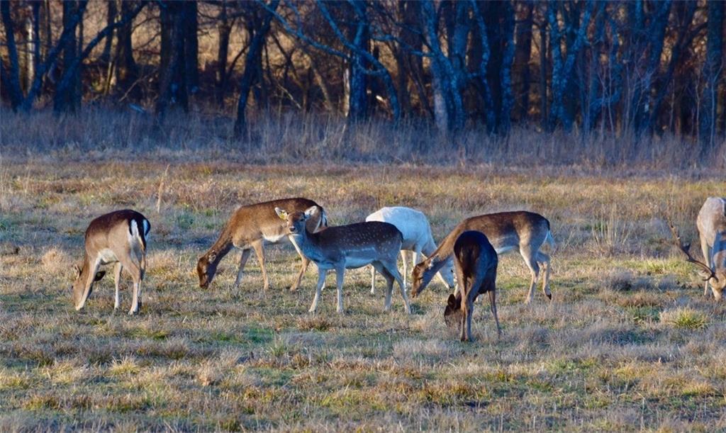 882 260th Street Fort Scott, KS 66701 - Photo 84 of 95