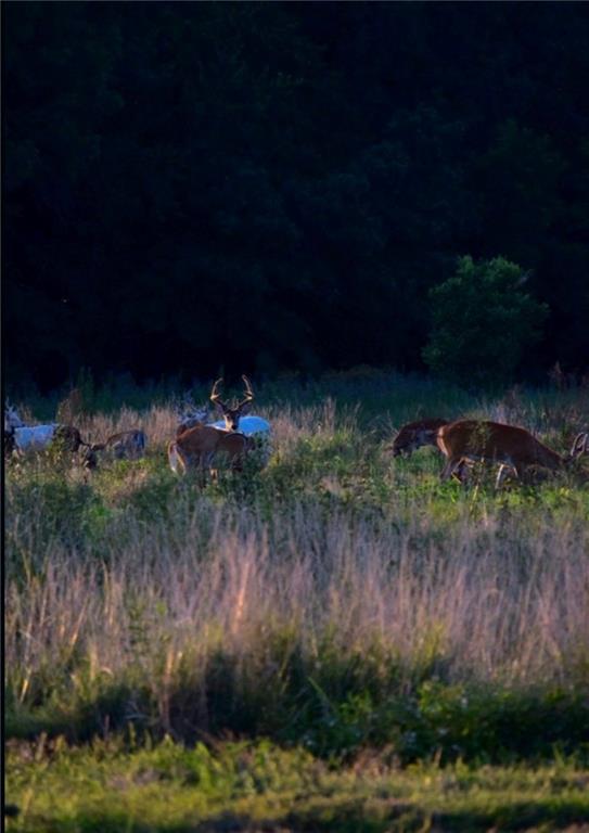 882 260th Street Fort Scott, KS 66701 - Photo 86 of 95