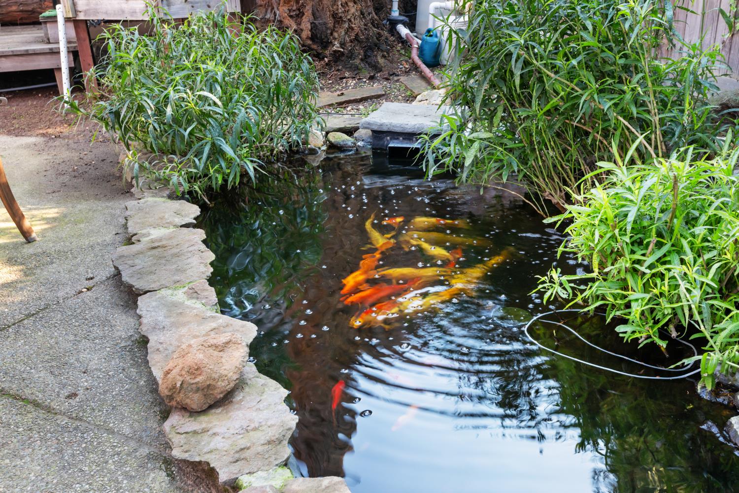 4838 Robertson Avenue Carmichael, CA 95608 - Photo 44 of 52 a view of outdoor space and garden