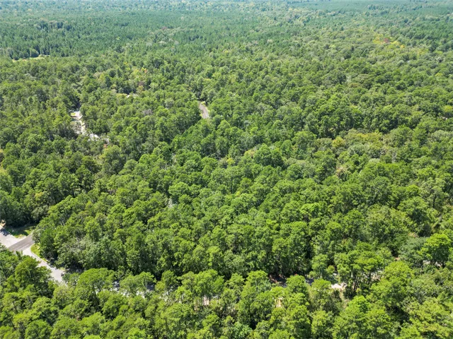 a view of a lush green forest