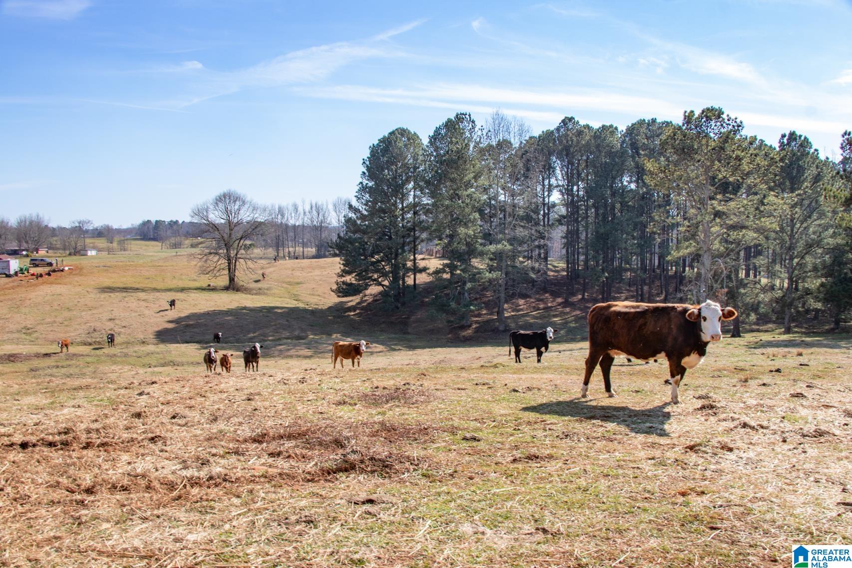 3081 Barfield Fire Department Road Lineville, AL 36266 - Photo 44 of 50