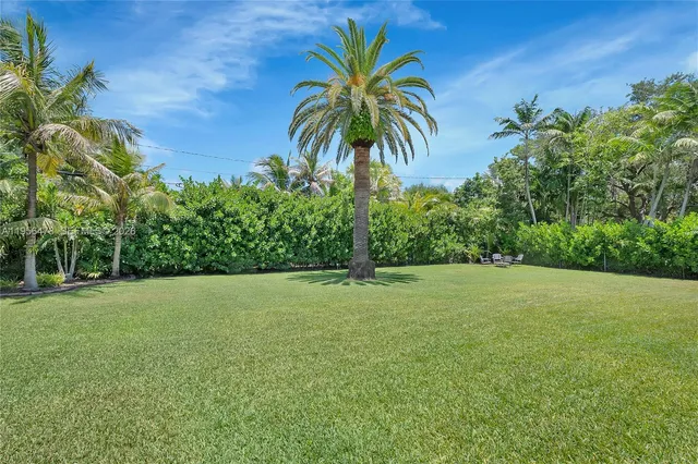 a view of a field with a palm tree