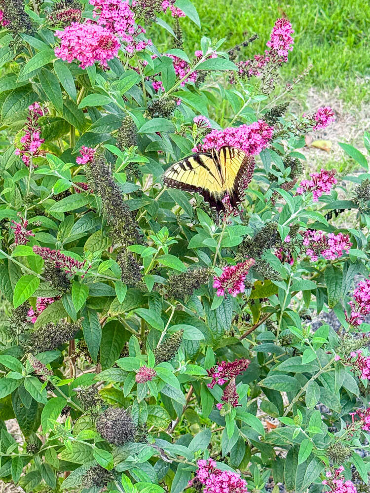 3173 Whitetown Road Plum Branch, SC 29845 - Photo 10 of 20 Peaceful!