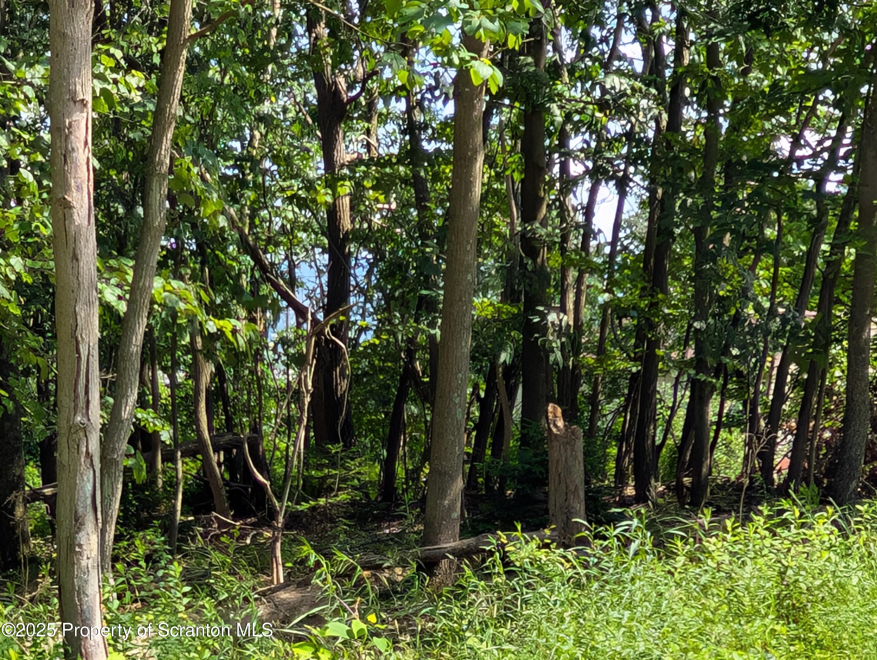 Marginal Road Scranton, PA 18504 - Photo 3 of 4 a view of backyard with green space