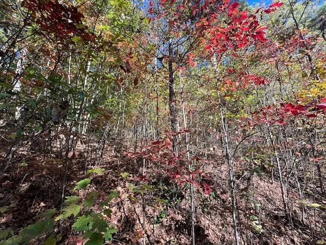 $290,000 | Tbd Upper Peachtree Road, Murphy, NC 28906