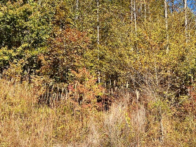 Tbd Upper Peachtree Road Murphy, NC 28906 - Photo 9 of 17