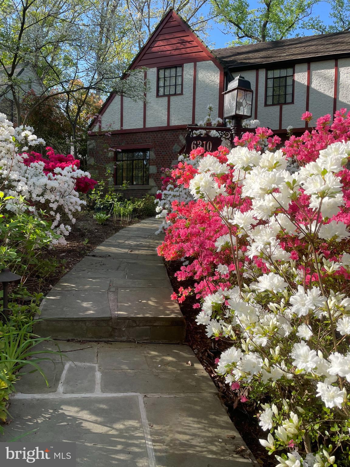 Azaleas Galore in Charming Woodhaven!