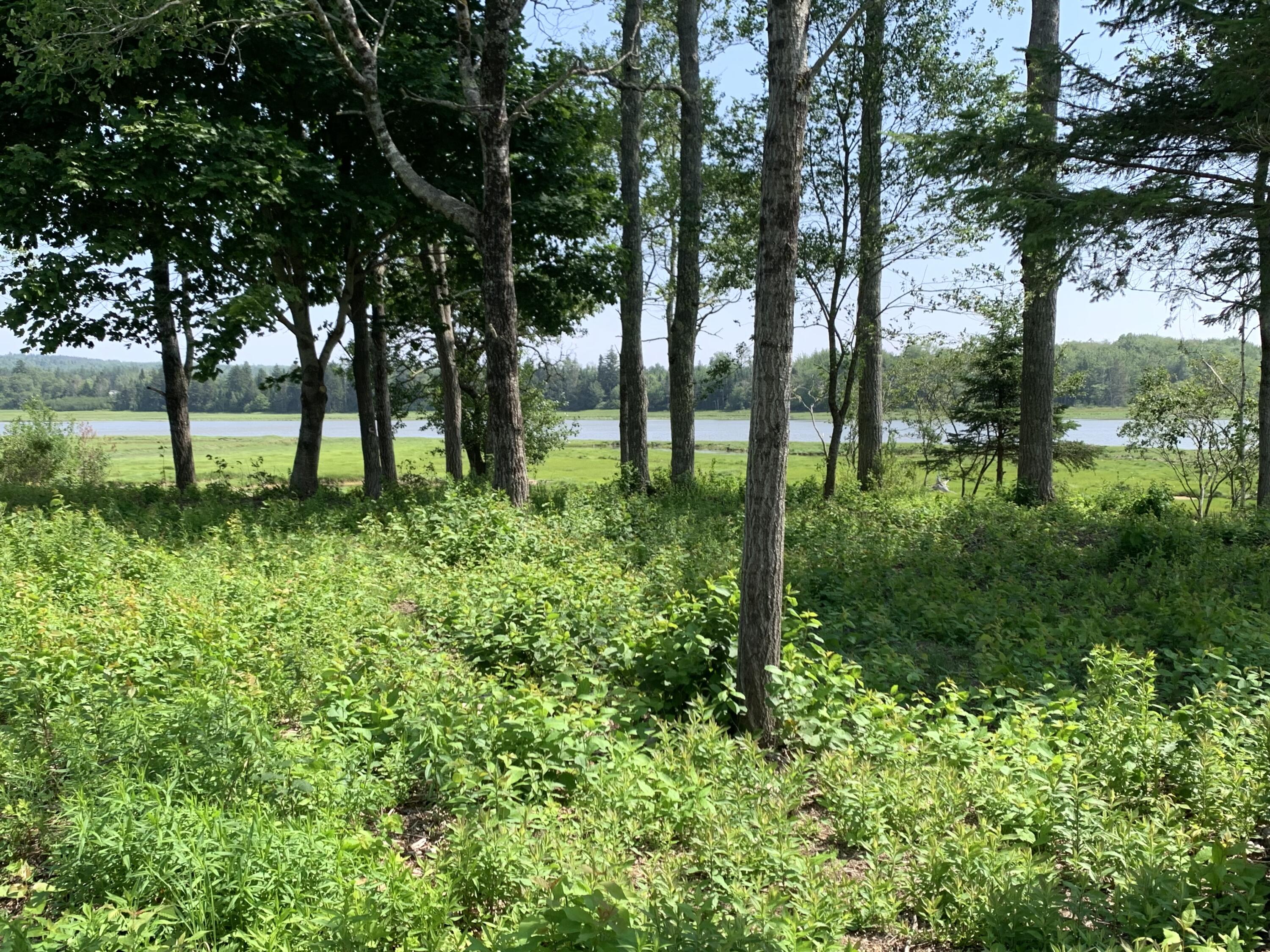 361 Water Street Addison, ME 04606 - Photo 80 of 80 IMG_9458