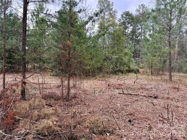 a view of a forest with trees in the background