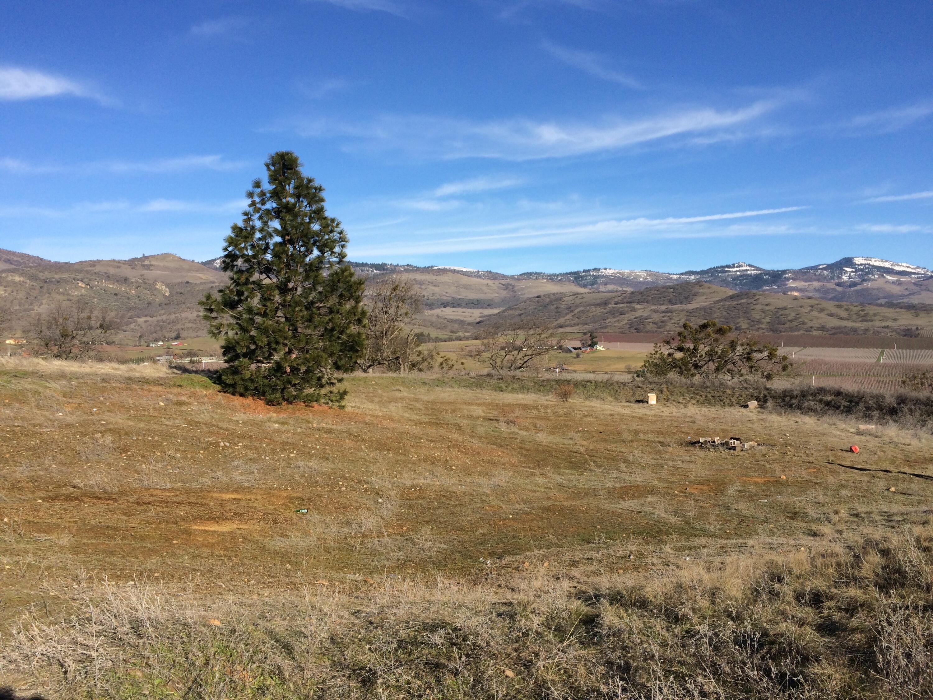 4792 Payne Road Medford, OR 97504 - Photo 8 of 26 the tree in the berm