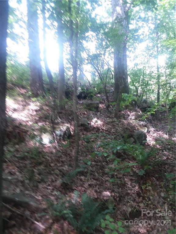 133 Jim Patterson Road Kings Mountain, NC 28086 - Photo 6 of 19 a view of a forest with trees