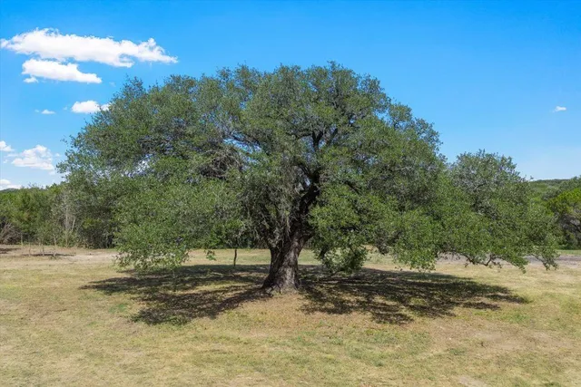 a view of a yard with a tree
