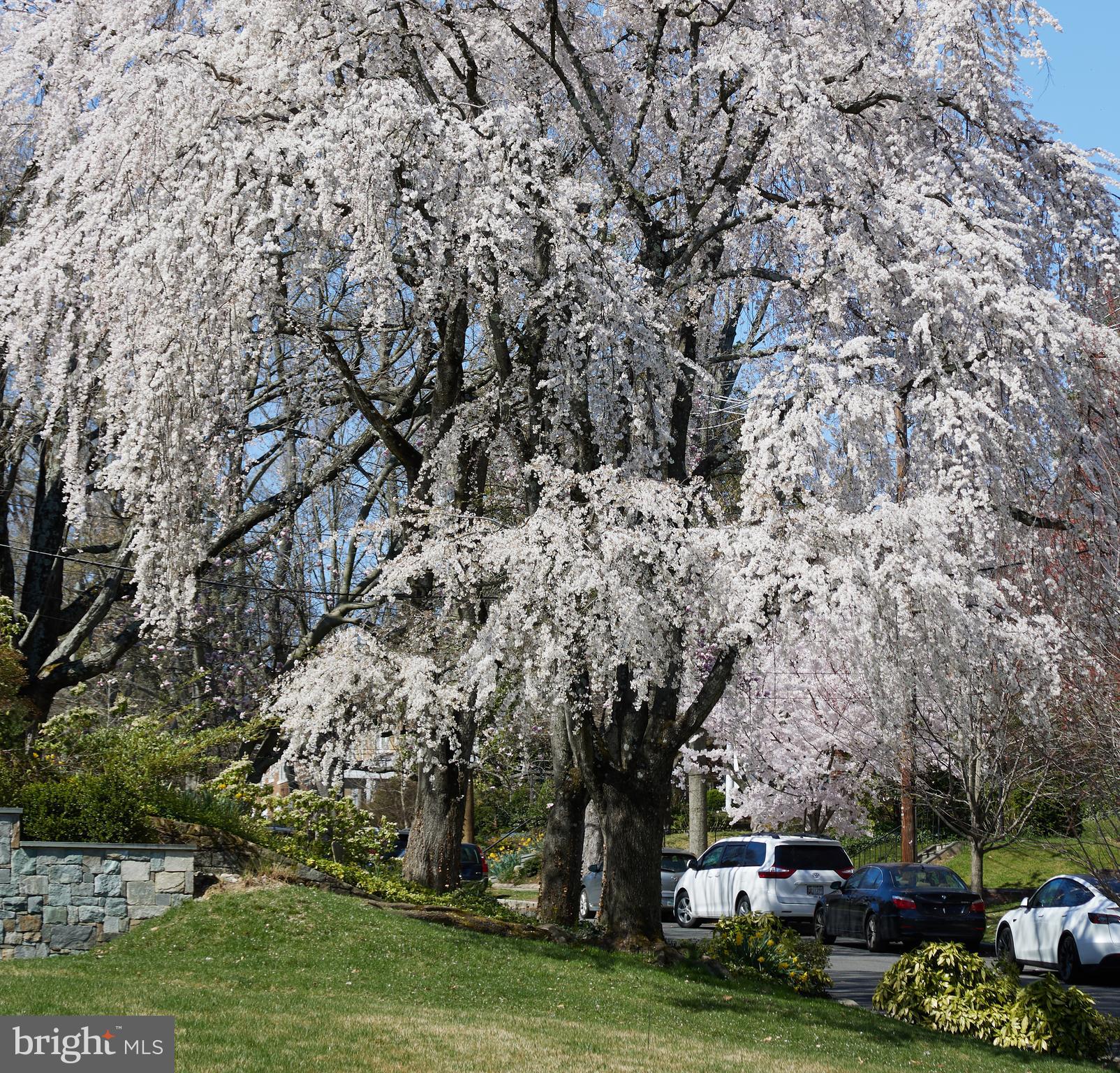 5310 Oakland Road Chevy Chase, MD 20815 - Photo 3 of 45 a large tree with lots of trees