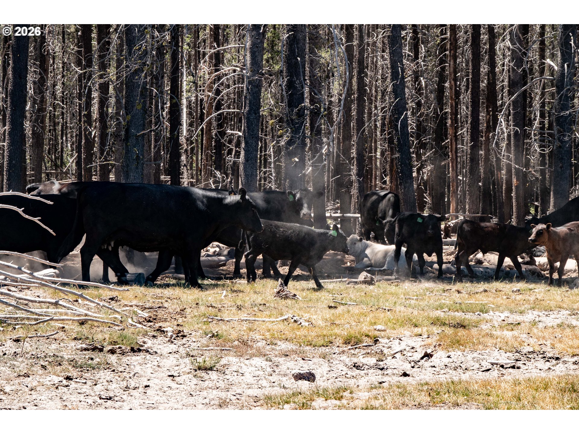 1950 Silver Lake Road Chiloquin, OR 97624 - Photo 18 of 36