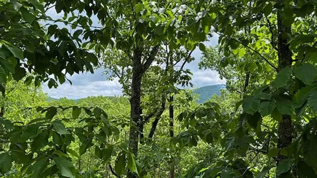 a view of backyard with trees