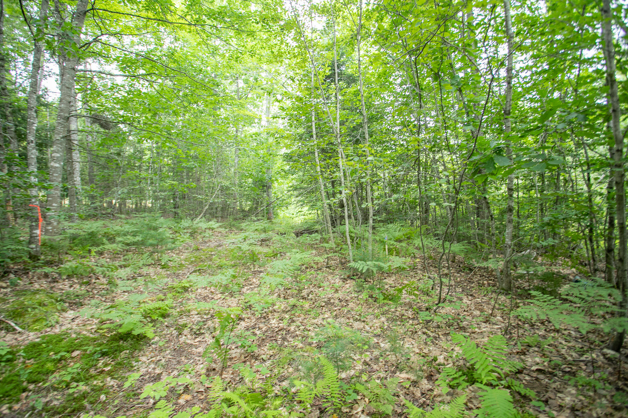 Lot 44-6 Five Road Carmel, ME 04419 - Photo 16 of 21 IMG_0467